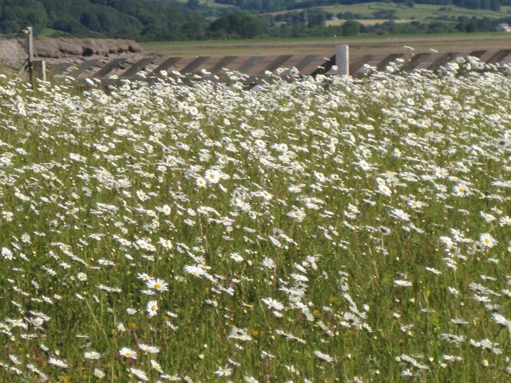 Ox Eye Daisy ( Leucanthemum Vulgare) Wildflower Seed In Bulk