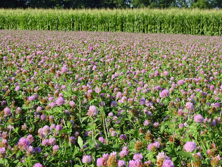 Red Clover Seed   