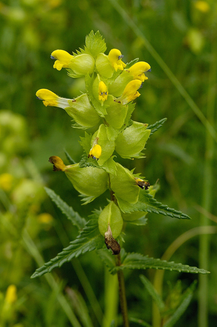 Yellow Rattle Native British Wildflower Plug Plants – Meadowmania UK