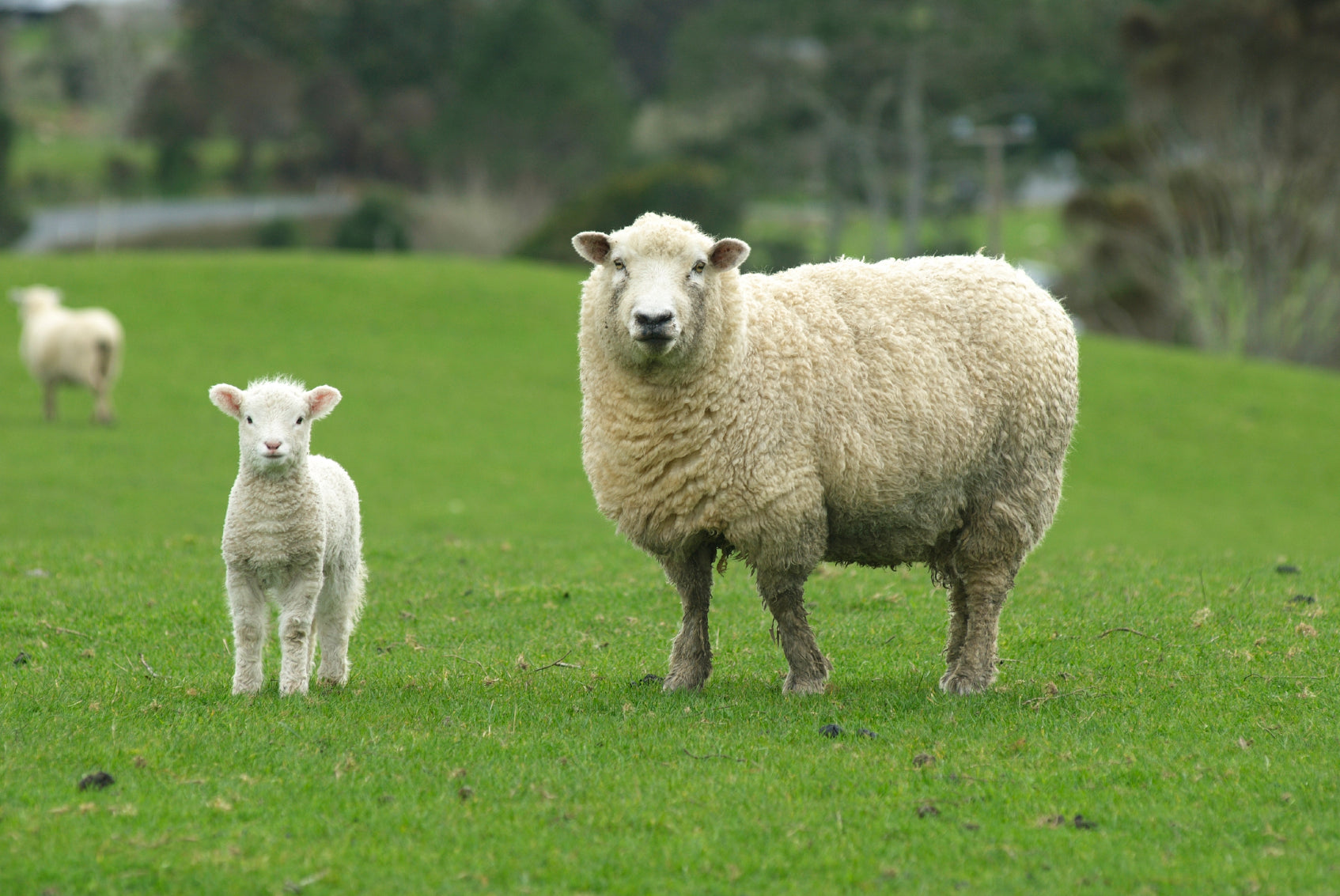 Pasture on sale grass seed