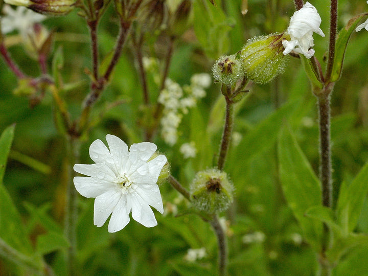 Wildflower Plants For Hedgerow