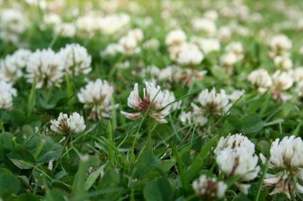 White Clover Seed 