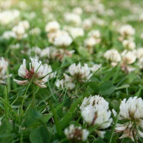 Wild white/micro clover seed