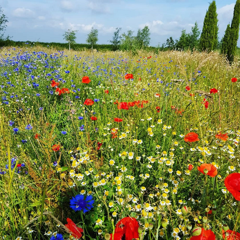 Native Traditional British Wild Flower Seed Mix