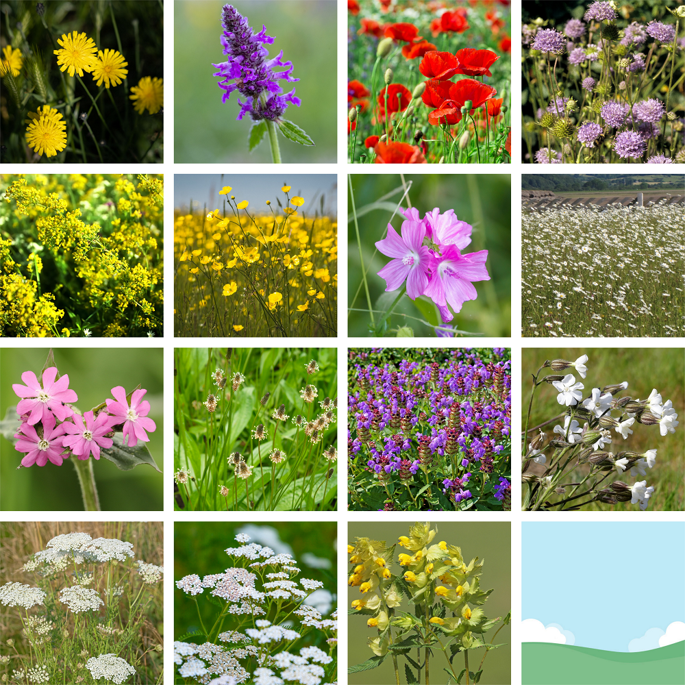 Native British Wildflower Meadow Seed Mix for Acidic Soils
