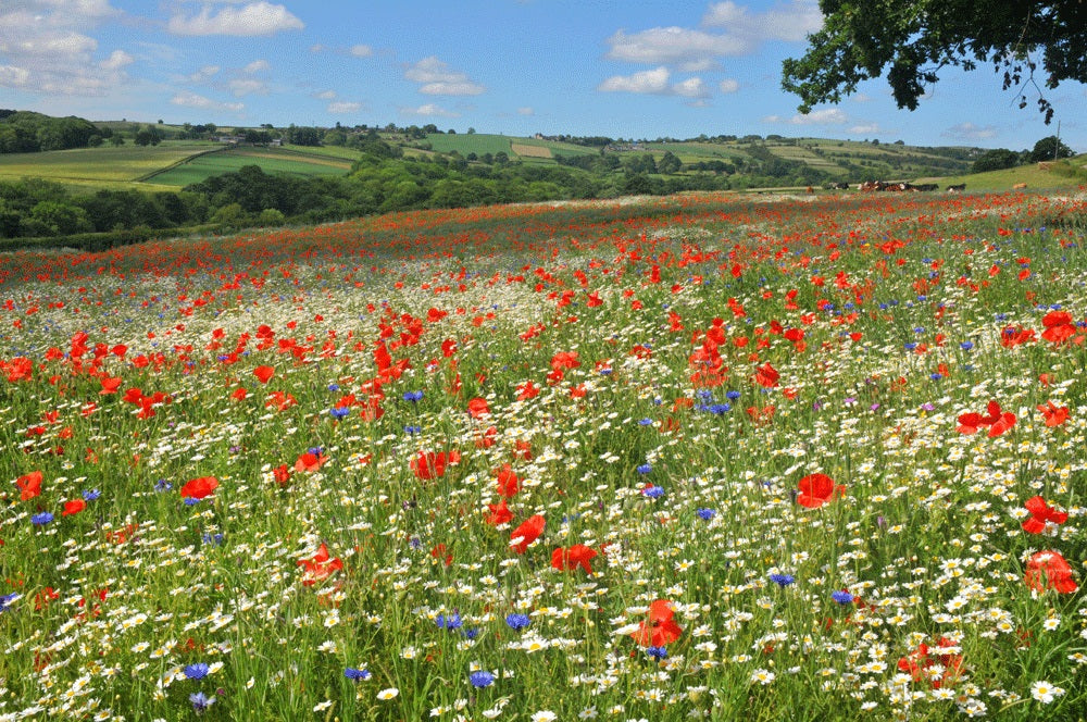 wildflower meadow seeds uk Native British Wildflower Meadow Seed Mix – Meadowmania UK