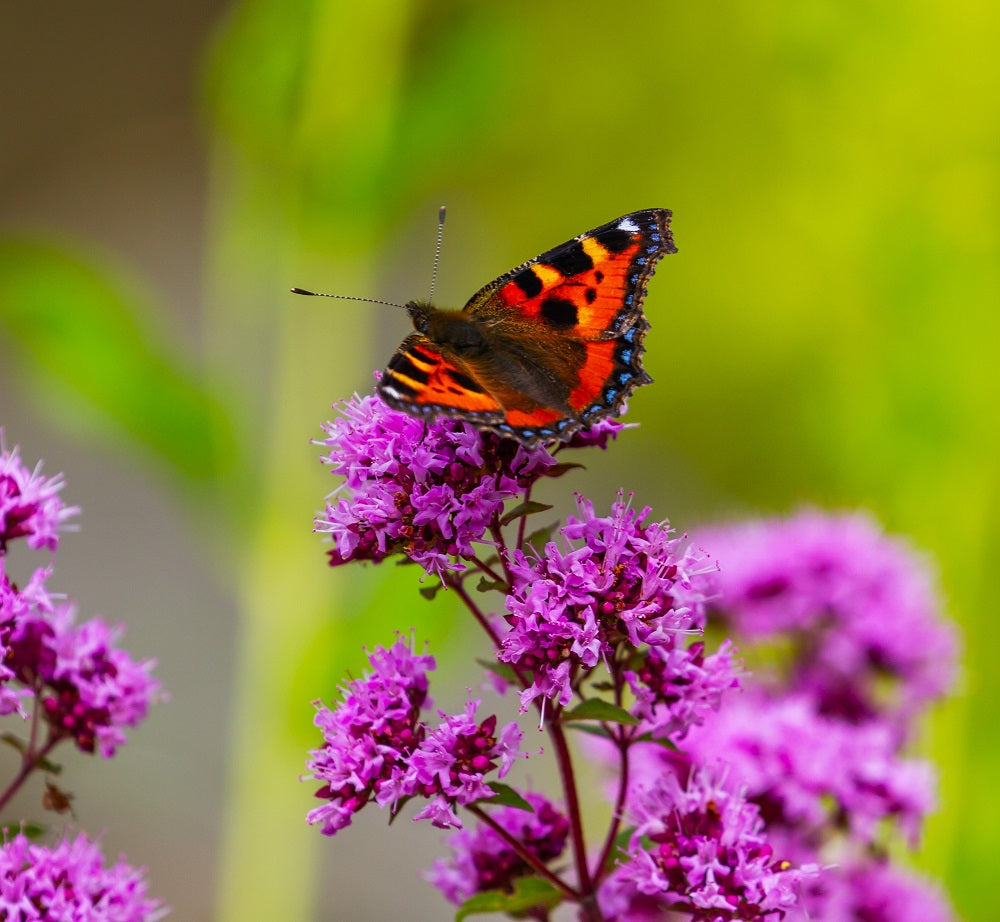 Wild Marjoram Plug Plants