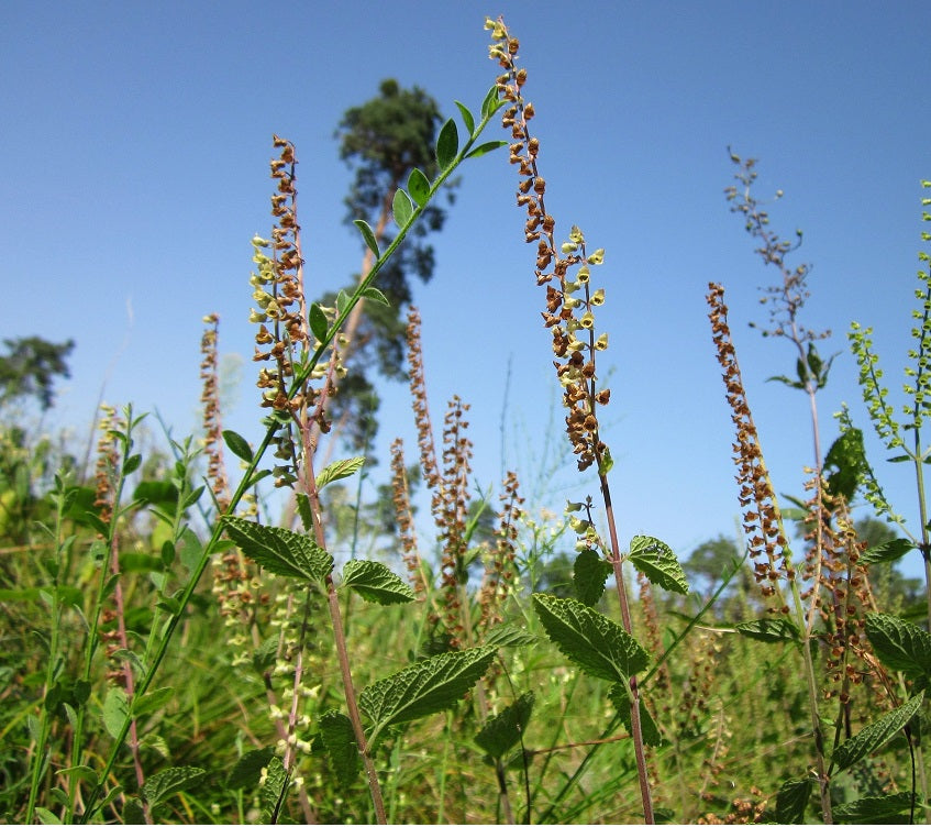 Wood sage Plug Plants