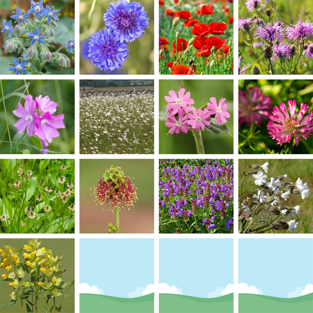 Native British Wildflower Meadow Seed Mix