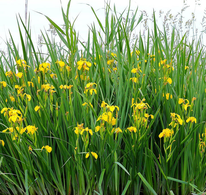 Yellow Flag Iris Plants