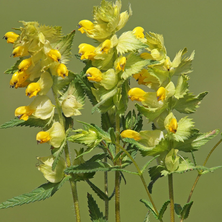 Yellow Perennial Plant Identification 23 Yellow Perennial Flowers You