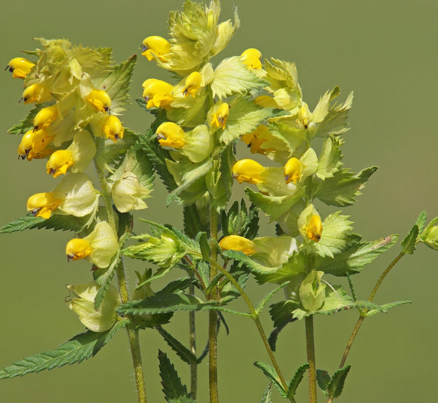 Yellow Rattle Seed In Bulk 2022 Harvest seed now available