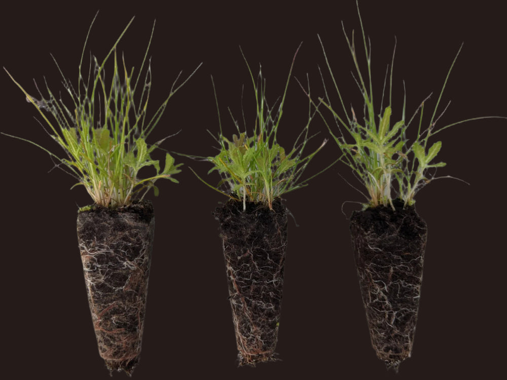 Yellow Rattle Native British Wildflower Plug Plants – Meadowmania UK